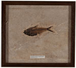 DIPLOMYSTUS FOSSILIZED FISH SPECIMEN PLATE.