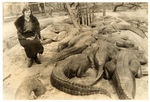 EARLY INDIAN RIVER FLORIDA ALLIGATOR PHOTO AND GATOR WOMAN PHOTO.