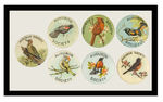 "AUDUBON SOCIETY" GROUP OF SEVEN BIRDS.