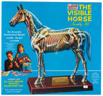 THE VISIBLE HORSE AND THE TRANSPARENT BREATHING MAN MODEL KITS.