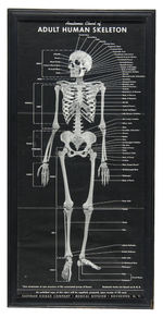 KODAK MEDICAL DIVISION FRAMED "ANATOMIC CHART OF ADULT HUMAN SKELETON" DISPLAY.