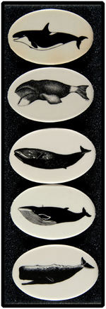 ECOLOGY RELATED OVAL BUTTONS DEPICTING WHALES FROM THE 1980s.