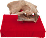 SABRE-TOOTH CAT FOSSILIZED SKULL.