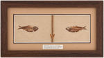 POSITIVE AND NEGATIVE FISH FOSSIL FRAMED DISPLAY.