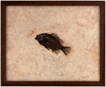PRISCACARA FISH FOSSIL FRAMED DISPLAY.